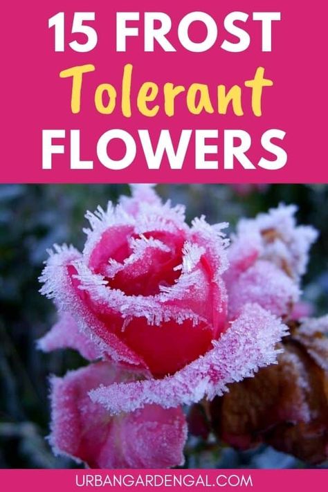 15 Frost Tolerant Flowers - Urban Garden Gal Winter Flowers Garden, Red Creeping Thyme, Fall Container Plants, Evergreen Flowers, Fall Container Gardens, Spring Planter, Fall Gardening, Garden Tattoos, Winter Gardens