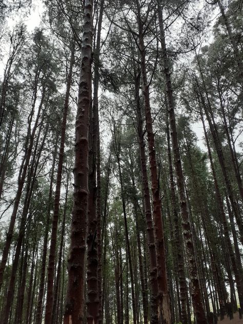 Pine forest in Ooty. #india #ooty #nature #pineforest #tamilnadu Pine Forest Ooty, Ooty Hill Station, Ooty Tamilnadu, Ooty Trip, Travel Pictures Poses, Words Wallpaper, Ooty, Good Morning Cards, Pictures Poses