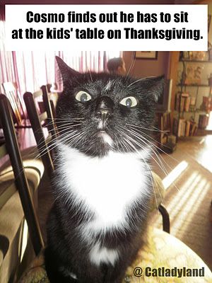 Cosmo's Thanksgiving Day Surprise Anatomy Humor, Cat Noises, Thanksgiving Kids Table, Cat Anatomy, Thanksgiving Images, Thanksgiving Inspiration, Cat Kids, Cat Holidays, Everything Funny