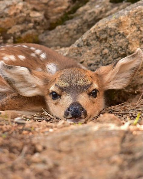 Bedded down until mom returns. Baby Otters, Cute Goats, Mule Deer, Baby Deer, Animal Companions, Pet Puppy, Animal Planet, Cute Photos, Belle Photo