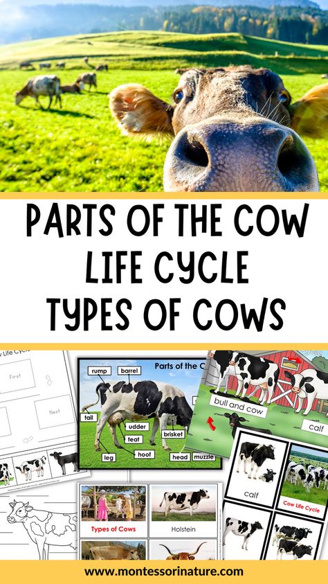 With these activities, your kids will be able to learn about the anatomy and behaviors of cows, as well as gain a deeper appreciation for where their food comes from. Farming Activities For Kids, Farm Activities For Kids, Cow Anatomy, Parts Of A Cow, Cow Stomach, Types Of Cows, Cow Facts, Nature Printables, Cycle For Kids