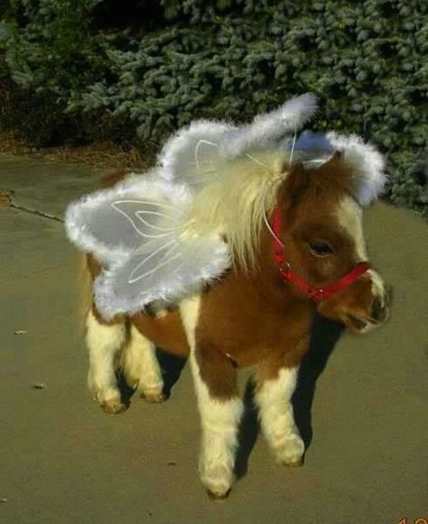 Tiny pony, angel costume optional Angel, Screen