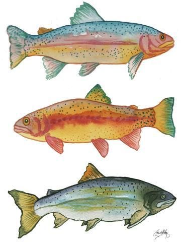 size: 12x9in Art Print: Lake Fishing by Elizabeth Medley : 25 Gift Ideas, Animal Watercolor, Watercolor Fish, Salmon Fish, Original Watercolor Art, Fish Wall Art, Fish Drawings, Lake Fishing, Fish Painting