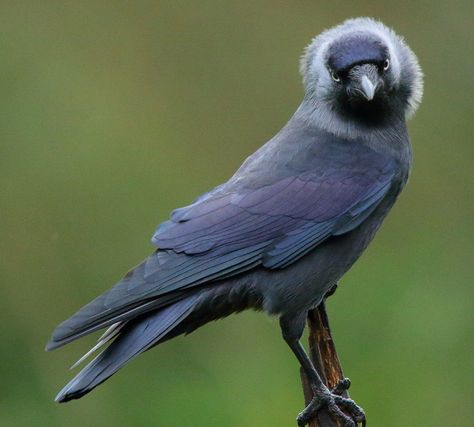 Western Jackdaw, Cloud Cuckoo Land, Bird Facts, Jackdaw, Crows Ravens, Birds Of Prey, Blue Jay, Cute Creatures, Crows