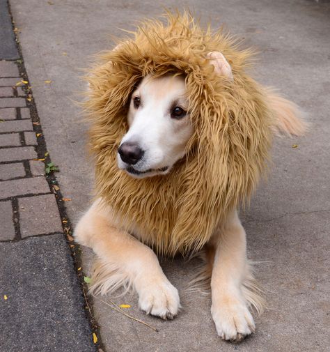 #Dog (Saw someone looking for something like this for a cat) #instructables Dog Lion Costume, Lion Costume Diy, Dog Lion Mane, Costumes For Dogs, Dog Costumes Funny, Lion Costume, Diy Dog Costumes, Tibetan Mastiff, Diy Kostüm