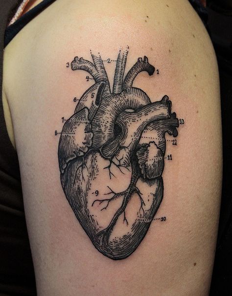 Real Heart Tattoos, Human Heart Tattoo, Realistic Heart Tattoo, Anatomical Tattoos, Anatomically Correct Heart, Science Tattoo, Tattoo Son, Anatomical Heart Tattoo, Music Note Tattoo