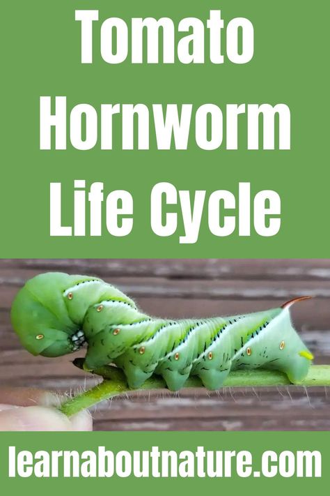 Tomato Hornworm Life Cycle Nature Website, Worm Crafts, Tomato Worms, Tomato Tree, Tomato Hornworm, Hummingbird Moth, Land Animals, Long Horn, Insecticidal Soap