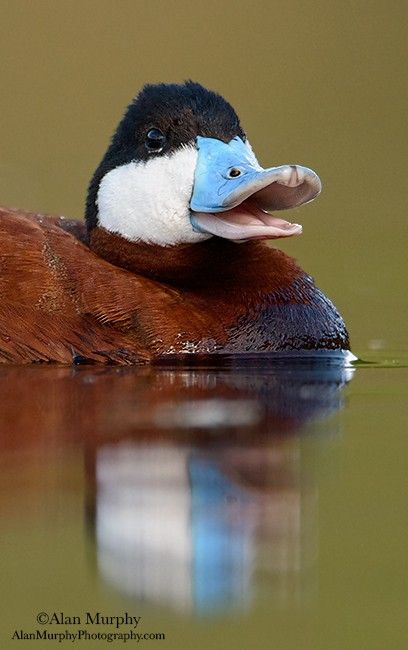 Redhead Duck, Waterfowl Taxidermy, Duck Mount, Waterfowl Art, Duck Species, Duck Pictures, Duck Photo, Turkey Calling, Waterfowl Hunting