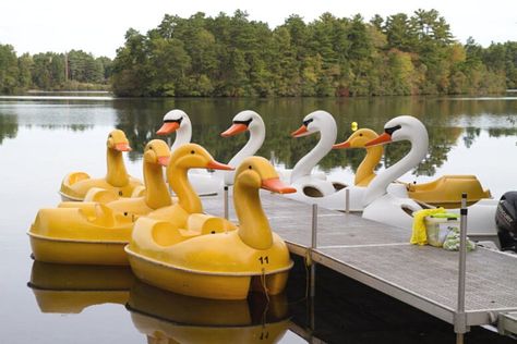 Swan Boats, Boston Activities, Pedal Boats, Duck Boat, Duck Pond, Paddle Boat, Summer Bucket List, Fun Fair, Fish Farming