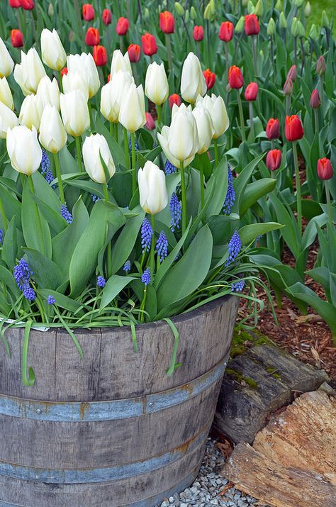 White spring tulips in barrel planter Whiskey Barrel Planter Ideas, Whiskey Barrel Flowers, Spring Pots, Wine Barrel Garden, Barrel Flowers, Whiskey Barrel Planter, Wine Barrel Planter, Rustic Landscaping, Dec 1st