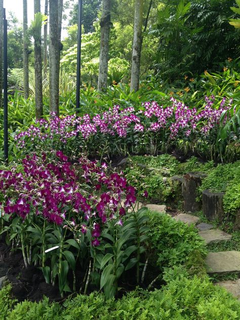 National Orchid Garden, Singapore/ A must-visit place on your list National Orchid Garden Singapore, Singapore Orchid Garden, Tropical Vegetation, Fragrant Garden, Orchid Garden, Tropical Gardens, Orchids Garden, Wild Orchid, Tropical Garden