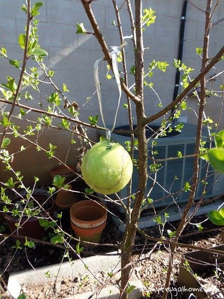 Apple Tree Care, Codling Moth, Growing Fruit Trees, Organic Pesticide, Garden Fruit, Organic Pest Control, Garden Pest Control, Apple Trees, Garden Guide