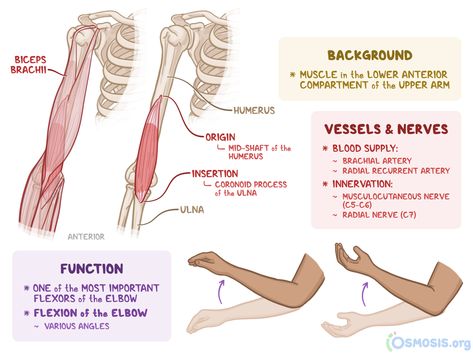 Brachialis: What Is It, Location, Function, and More | Osmosis Brachialis Muscle, Pt Assistant, Biceps Brachii Muscle, Pt School, Radial Nerve, Biceps Brachii, Medical Stickers, Healing Thoughts, Nursing School Studying