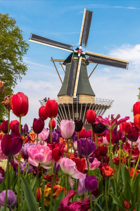 Netherlands Windmills, Windmills Photography, Corner Garden Ideas, Keukenhof Gardens, European River Cruises, Outdoor Sanctuary, Aesthetic Garden, Travel Oklahoma, Dutch Windmills