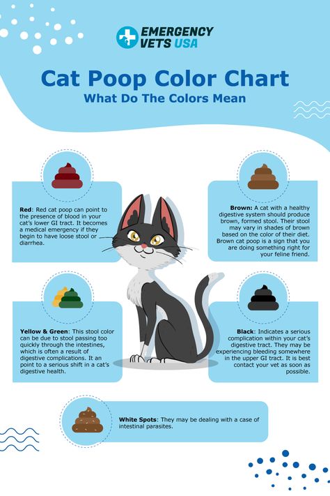 An infographic showing the different color of cat poop and what it means. Cat Poop Chart, Pet Necessities, Cat Healing, First Time Cat Owner, Cat Health Problems, Cat Needs, Vet Medicine, Cat Whisperer, Cat Book