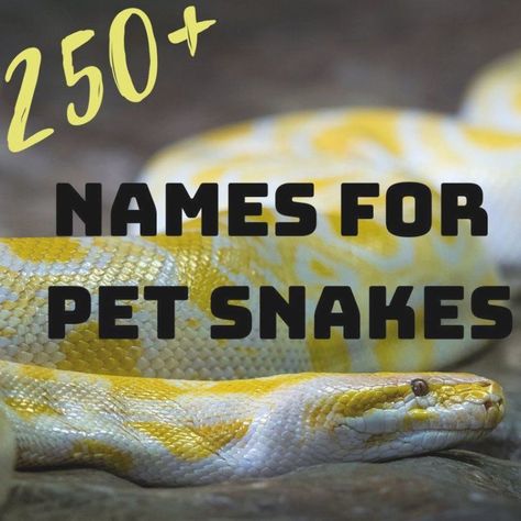 Pet Names Ideas, Pet Snake Names, Obscure Names, Bearded Dragon Names, Snake Names, Snake Pet, Pet Snakes, Badass Names, Silly Names