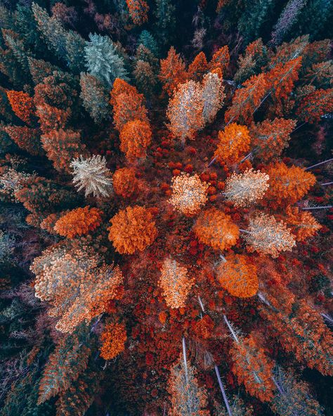 Aerial View, Green Leaves, Trees, Orange, Green