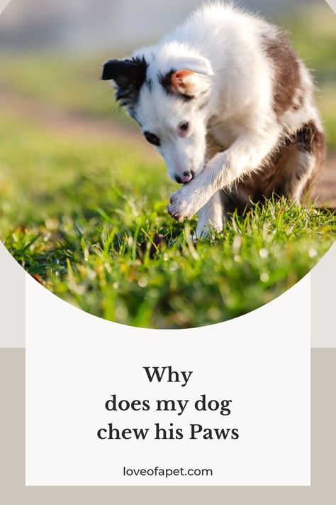 6 Reasons Why Your Dog Chewing His Paws and What to Do Dog Behavior Problems, Dog Health Tips, Bad Behavior, Dog Chew, Dog Chews, Dog Face, Canine Companions, Dog Behavior, Dog Photography