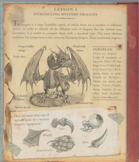 Dragonology Aesthetic, Dragonology Illustrations, Dragonology Book, Ology Books, Dragon Information, Dragon History, Book Of Dragons, Worm Food, Dragon Lore