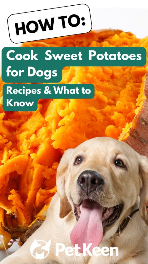 Understanding how to cook sweet potatoes for your dog is crucial for getting the most out of these nutritious tubers. Keep reading to learn about simple but delicious recipes you can try at home. Sweet Potato Dog Recipes, Home Cooking For Dogs, Sweet Potato Recipes For Dogs, Sweet Potato For Dogs, Sweet Potato Dog Food Recipe, Baked Sweet Potato Oven, Rowdy Yates, Potatoes On The Stove, Crock Pot Sweet Potatoes