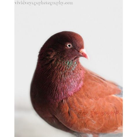 Bird Photograph, Pigeon Print, Teal Art, Chocolate Brown, Animal... ($28) ❤ liked on Polyvore featuring home, home decor, wall art, animal wall art, photo wall art, bird home decor, rustic wall art and bird wall art Pigeon Photography, Brown Pigeon, Fancy Pigeons, Le Pigeon, Teal Nature, Pigeon Pictures, Homing Pigeons, Pigeon Breeds, Dove Pigeon