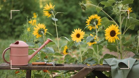 Experts reveal how to harvest sunflower seeds successfully to grow more glorious flowers next year Harvest Sunflower Seeds, Harvesting Sunflower Seeds, Long Lasting Perfume, Sunflower Seeds, Health And Wellbeing, Perennials, To Grow, Do It, Sunflower