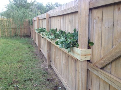 New strawberry planter made from extra fence boards to blend in Wood Fence With Planters, Garden Box On Fence, Wooden Fence Planter Ideas, Strawberry Fence Planter, Over The Fence Planters, Small Fenced In Garden, Flower Boxes On Fence, Fence Pots Planters, Diy Fence Planters