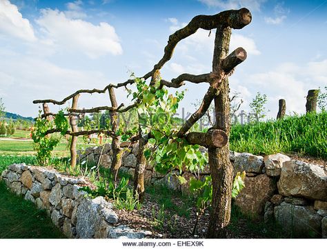 Wooden Grapevine Trellis - Stock Image Grapevine Trellis, Blackberry Trellis, Backyard Vineyard, Vine Fence, Grape Vine Trellis, Grapevine Growing, Grape Trellis, Grape Arbor, Vine Trellis