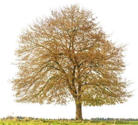 Crimson King, King Crimson, Rich Burgundy, Shade Trees, Maple Tree, Lush Greenery, Burgundy Color, Green Thumb, Nature Beauty