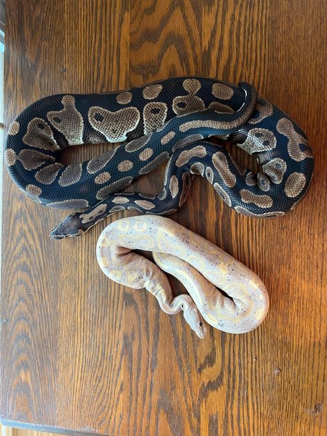 Normal - Ball Python Traits - Morphpedia Ball Python Pet, Royal Python, Python Morphs, Python Regius, Ball Python Morphs, Ball Pythons, Visual Cue, Cute Reptiles, Central Africa