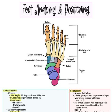 Foot Cheat Sheet Contains: -Anatomy -Positioning  -Helpful Tips Cute, organized way to study for comps, class or boards! Medical School Notes Anatomy, Human Anatomy Cheat Sheet, Anatomy Study Tips, Learn Anatomy, Anatomy Short Notes, Skull Notes Anatomy, Anatomy Cheat Sheet, Anatomy Terminology Notes, Anatomy Basics