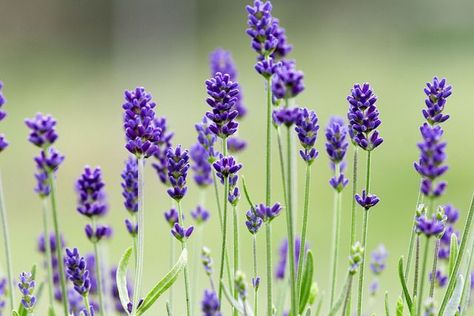 Beautiful lavender :) <3 | www.facebook.com/DonataSinkutePh/… | Flickr Lavender Pictures, Lavender Photo, Fav Flower, Flower Lavender, Lavender Aesthetic, Lavender Garden, Aromatic Plant, Lavender Farm, Lavender Plant