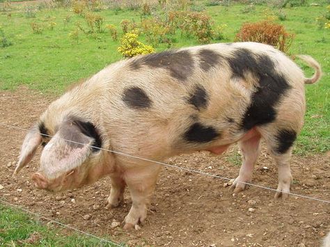 Gloucester Old Spots Gloucestershire Old Spots, Berkshire Pigs, Pig Breeds, Raising Pigs, Wild Pig, Pet Pigs, Rare Breed, Gloucester, Farm Yard