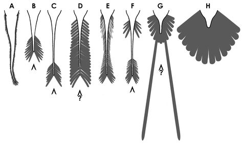 Two Tales | The Bite Stuff Tail Feathers, Reference Images, Flocking, Feathers, Birds, Color