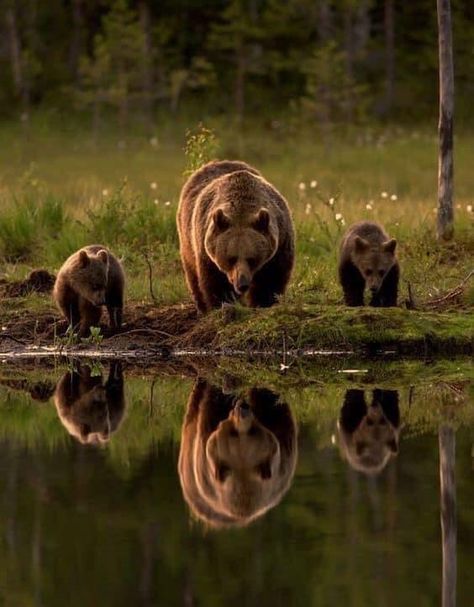 Photo Ours, Brown Bears, Bear Pictures, Bear Cubs, Grizzly Bear, Wildlife Animals, Animal Planet, Mama Bear, Nature Animals