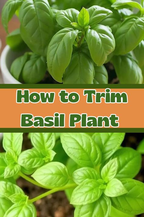 How to Trim Basil Plant Trim Basil Plant, How To Trim Basil Plant, Basil Plant Care, How To Trim Basil, Basil Garden, Basil Plant, Grow Food, Plant Spacing, Garden Care