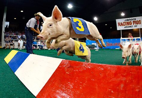 Pig races at the State Fair lol Pig Races, State Fair Of Texas, Texas State Fair, Texas Things, Funny Farm, Texas State, State Fair, The Fair, Facts About