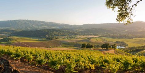 Sonoma Valley Wineries, Wine Industry, Sonoma Wineries, Sonoma Valley, Girls Getaway, Zinfandel, Sonoma County, Wine Region, Sauvignon Blanc