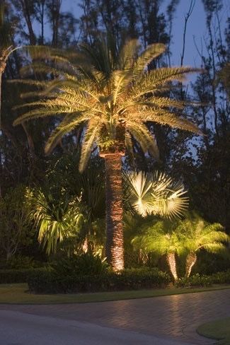 Tropical Landscaping North Carolina, Palm Tree Lighting Ideas, Palm Tree Light, Garden Palm Trees, Palm Tree Lights Outdoor, Palm Lighting, Tropical Landscape Lighting, Palm Tree Lighting, Trees With Lights