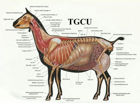 Goat Anatomy Goat Anatomy, Goat Playground, Pygmy Goats, Large Animal Vet, Studera Motivation, Goat Care, Goat Barn, Boer Goats, Raising Goats