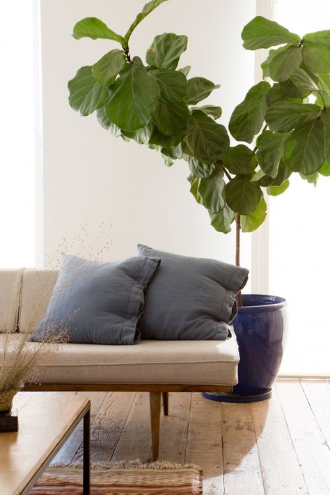 Lessons Learned: The Two Fatal Mistakes I Made with My Fiddle Leaf Fig Tree Fiddle Fig Tree, Vertical Garden Plants, Fiddle Leaf Tree, Fiddle Fig, Fiddle Leaf Fig Tree, Fiddle Leaf, Fiddle Leaf Fig, Indoor Gardening, Fig Tree