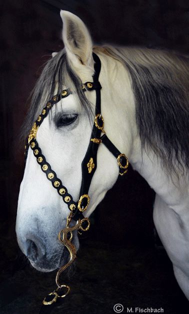 Traditional Exhibition, Leather Horse Halter, Baroque Horse, Mounted Archery, Medieval Horse, Equestrian Equipment, Western Bridles, Horse Halter, Horse Harness