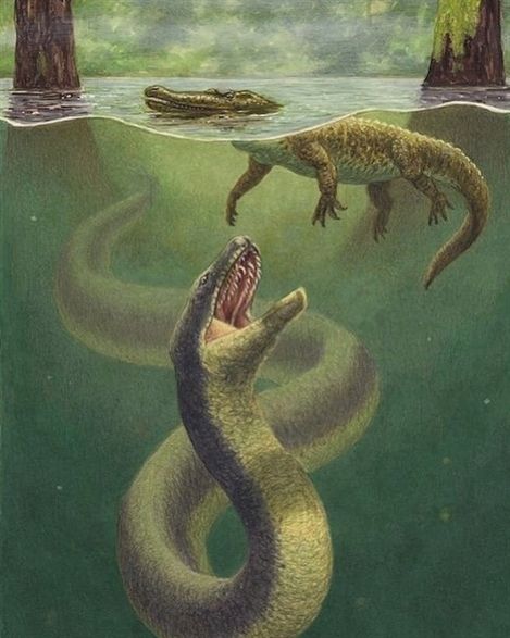 Titanoboa ready for the kill Prehistoric Wildlife, Prehistoric World, Jurassic World Dinosaurs, Ark Survival Evolved, Ancient Animals, Prehistoric Art, Paleo Art, Extinct Animals, Dinosaur Art