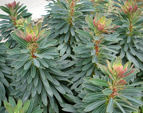 Euphorbia x martinii 'Tiny Tim' (Martin's Spurge) Euphorbia Martinii, Deer Resistant Perennials, Courtyard Ideas, Drought Tolerant Perennials, Tiny Tim, Gravel Garden, Planting Shrubs, Coastal Gardens, Mediterranean Garden