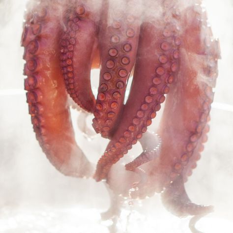 How to Boil Octopus (and Find Out Just How Soft it Can Really Be) How To Cook Octopus, Octopus Salad, Octopus Recipes, Baby Octopus, Calamari, Flavored Water, Fish Dishes, Italian Dishes, Seafood Dishes