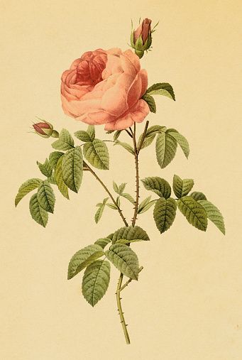 Cabbage rose | Antique Flower Illustrations Cabbage Rose Tattoo, Loft Inspiration, Mary Margaret, Roses Tattoo, Cabbage Rose, Botanical Illustrations, Cabbage Roses, New York Public Library, Vintage Botanical