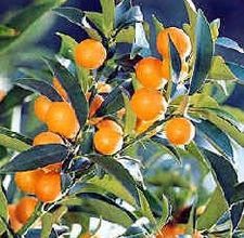 How to grow a kumquat tree from seed. Loquat Tree, Kumquat Tree, Lemon Seeds, Fall Garden Vegetables, Blueberry Bushes, Survival Gardening, Fall Fruits, Seed Germination, Citrus Trees