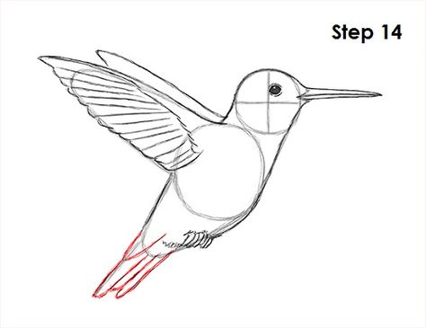 How to Draw a Hummingbird Hummingbird Drawing Sketches, Draw A Hummingbird, Hummingbird Painting Acrylic, Hummingbird Art Drawing, Hummingbird Illustration, Hummingbird Drawing, Images Pop Art, Watercolor Hummingbird, Hummingbird Pictures