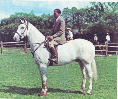 Snowman and Harry de Leyer, Snowman Horse, Famous Horses, Barrel Racing Horses, Horse Rescue, Horse Aesthetic, Most Beautiful Animals, Hunter Jumper, Thoroughbred Horse, Horse World