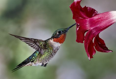 Male Ruby-Throated Hummingbird Click on image for higher resolution copy. Description from pinterest.com. I searched for this on bing.com/images Red Hummingbird, Wild Birds Unlimited, Hummingbird Photos, Hummingbirds Photography, Hummingbird Nectar, Hummingbird Pictures, Ruby Throated Hummingbird, Hummingbird Flowers, Hummingbird Art